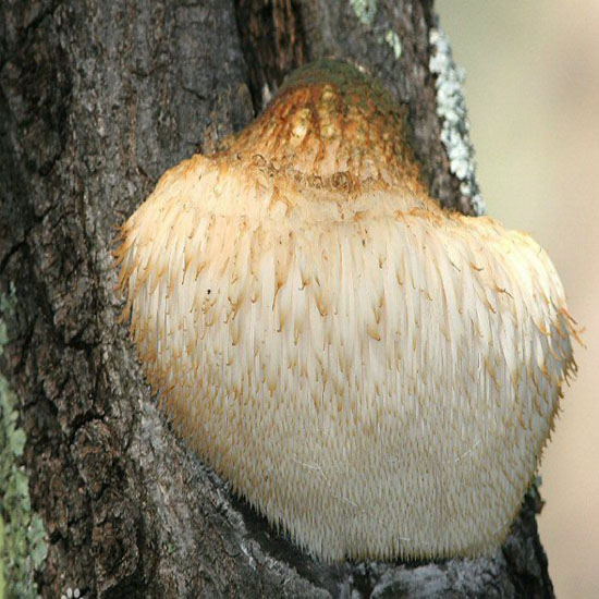 Lion's Mane Mushroom Extract